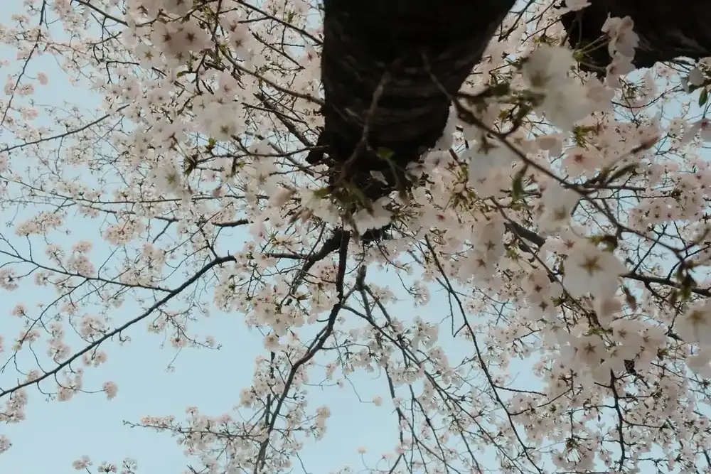 春日天空下开花的树枝